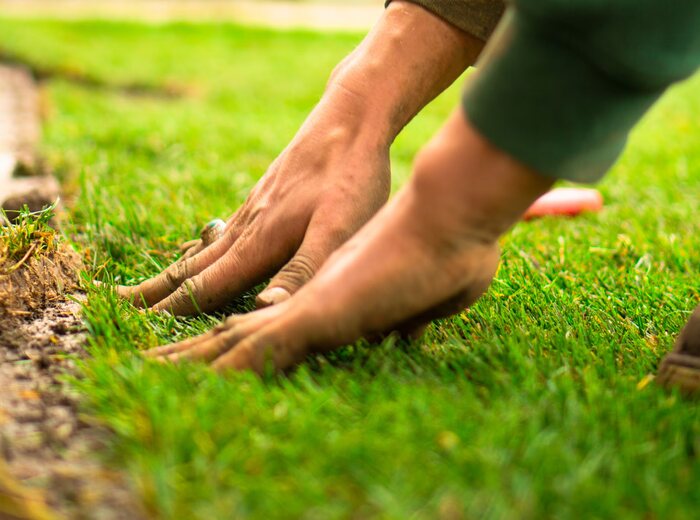 Pose de gazon lors d'un entretien de jardin éligible au crédit d'impôt sur l'île de Ré